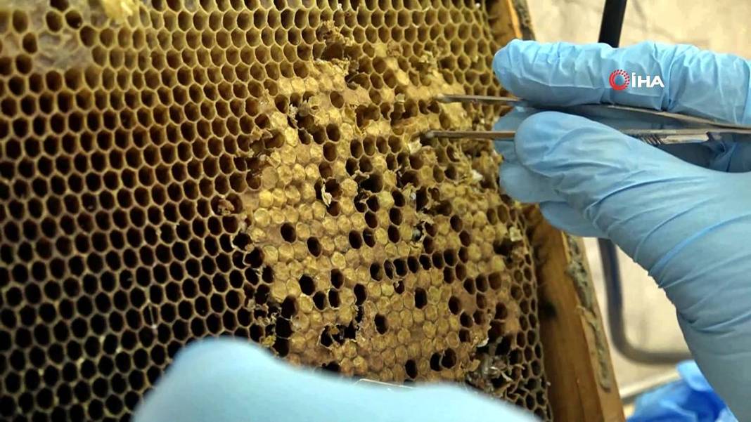 O kentin balı, Fransa'da binlerce markette satılacak! Avrupa Birliği tarafından tescillendi, tonlarca ihraç ediliyor 13